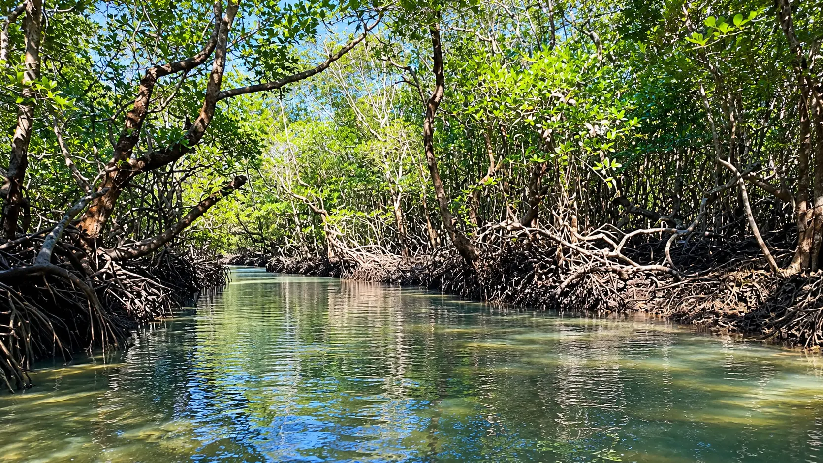 Baratang Island Caves and Mangroves