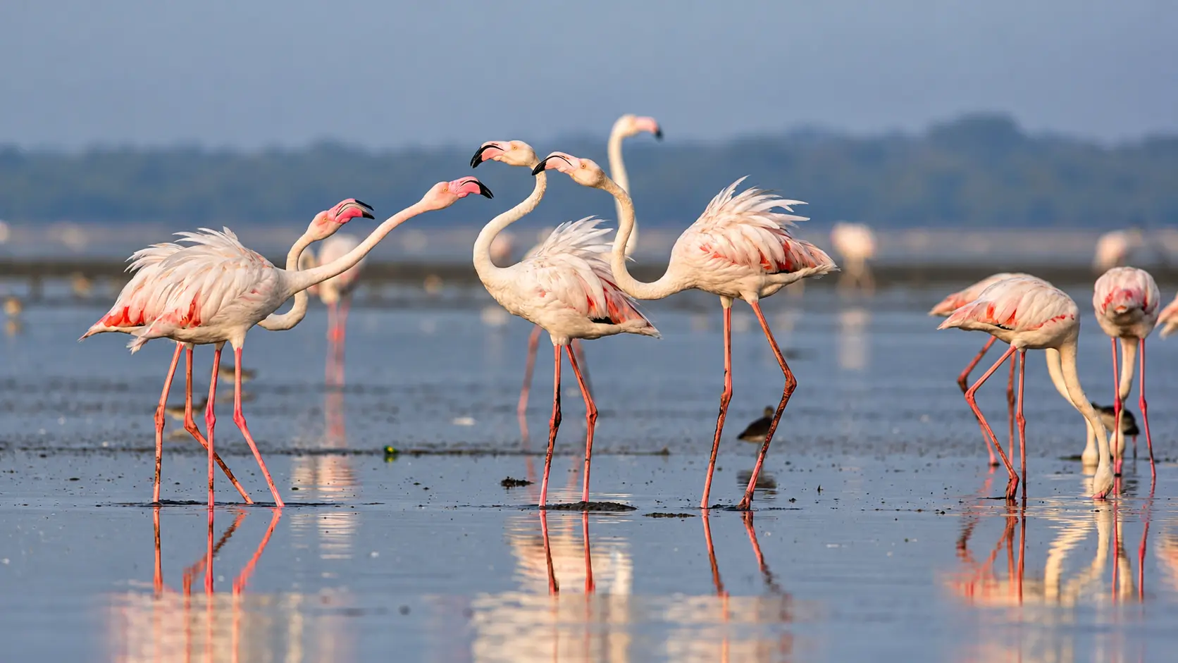 Pulicat Lake and Nelapattu Bird Sanctuary