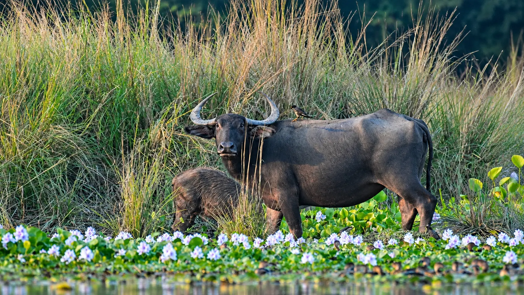 Pobitora Wildlife Sanctuary