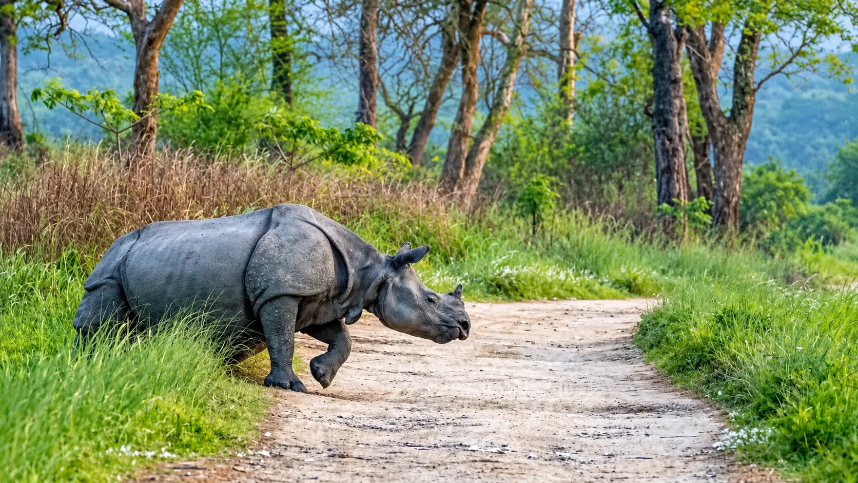 Kaziranga National Park - Bagori Range