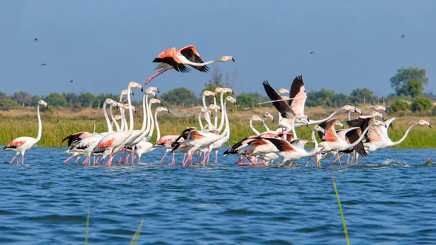 Nalsarovar Bird Sanctuary