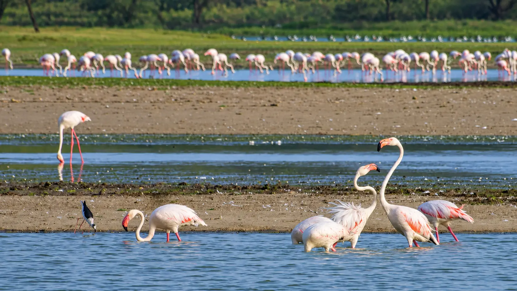 Thol Bird Sanctuary