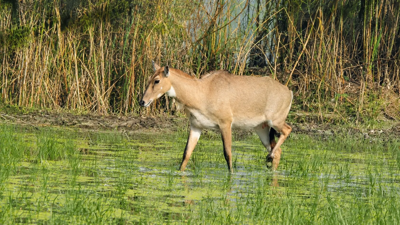 Bhindawas Bird Sanctuary