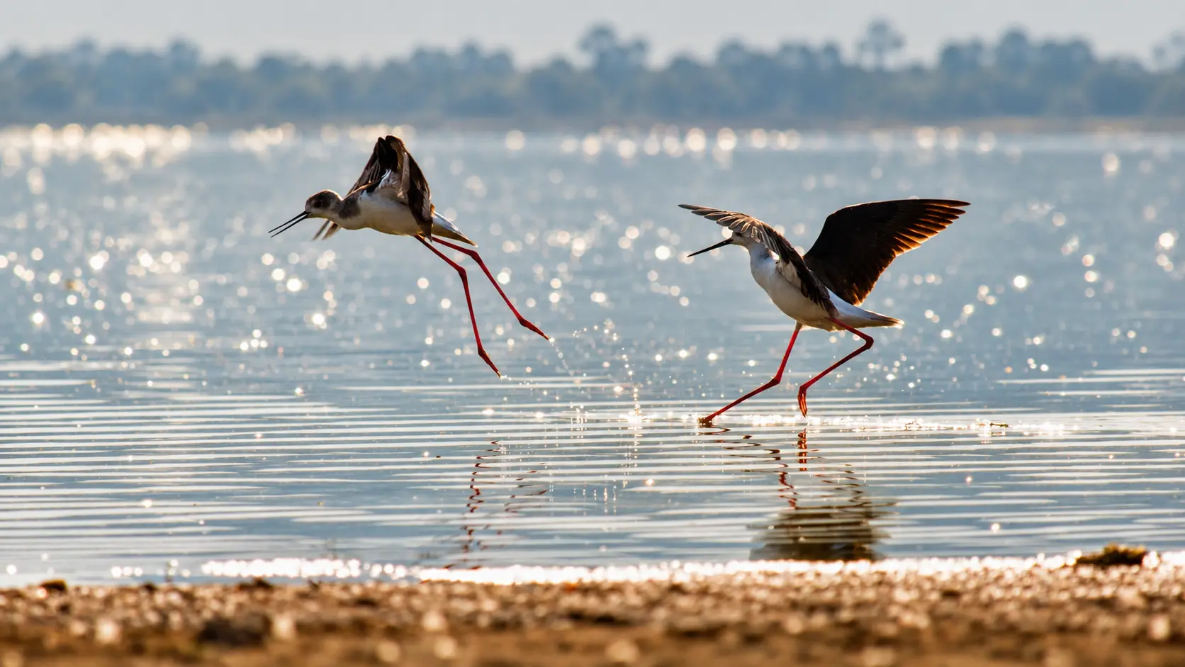 Hebbal Lake