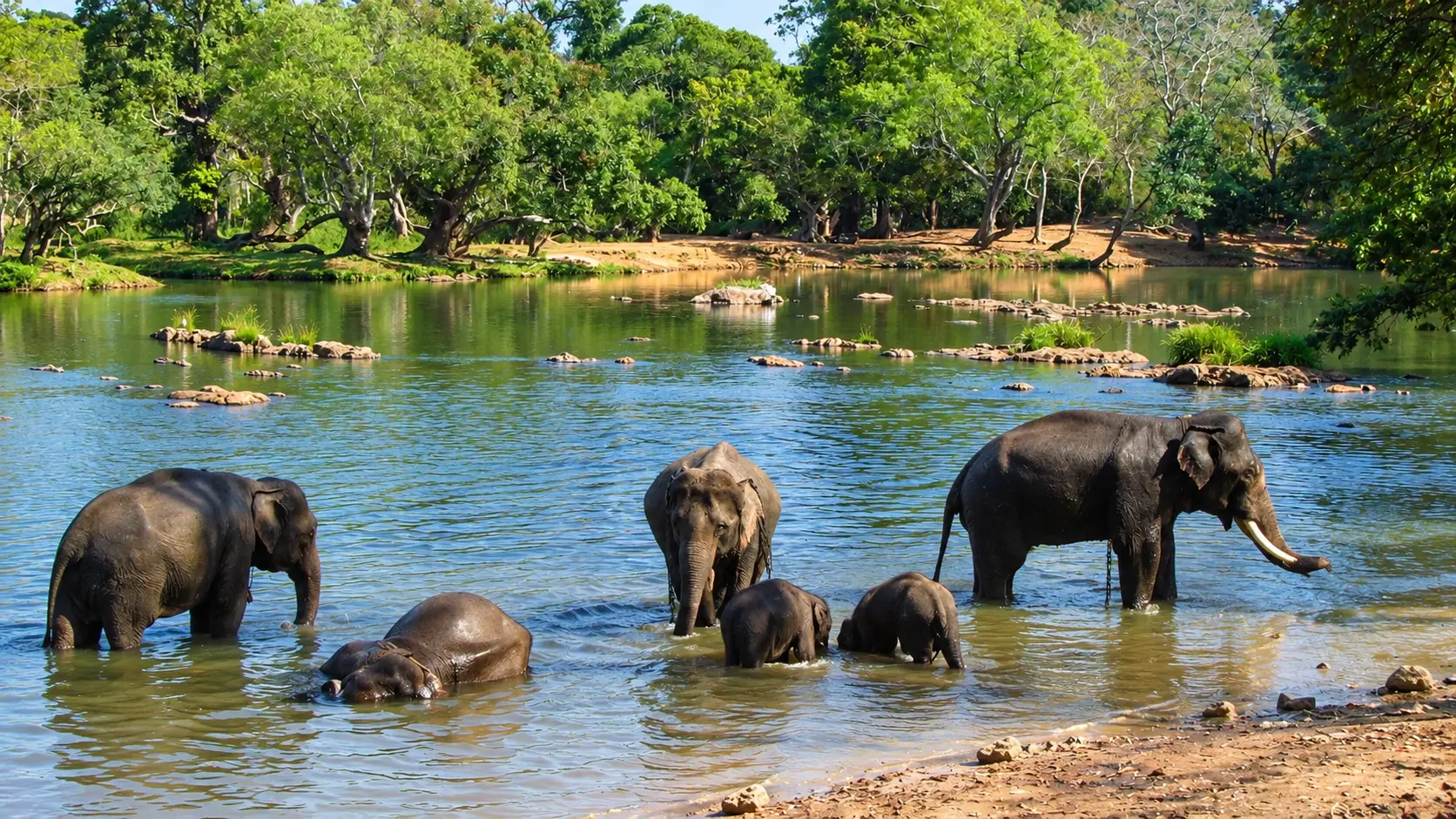 Dubare Elephant Camp
