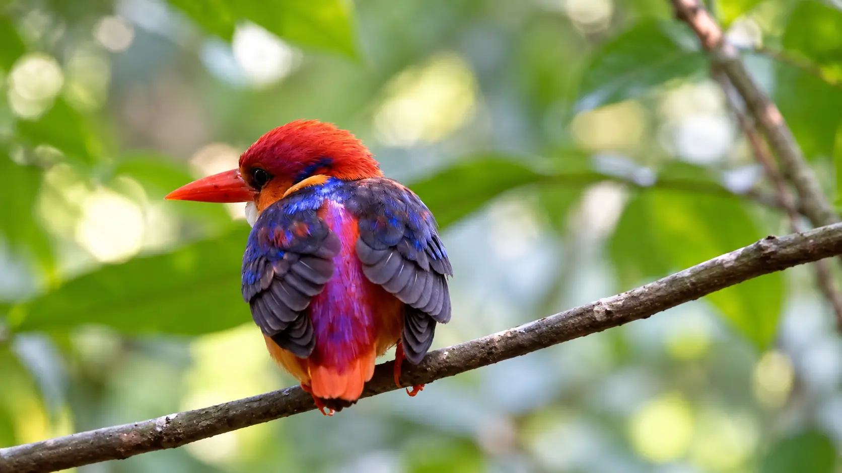 Thattekad Bird Sanctuary