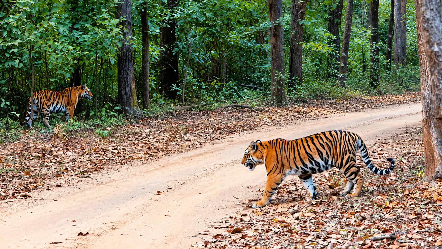 Kanha Tiger Reserve Khatia Gate