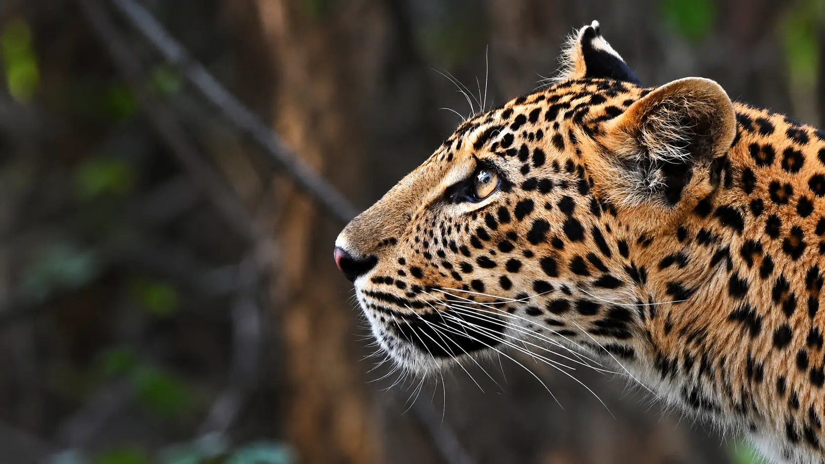 Pench Tiger Reserve Karmajhiri Gate