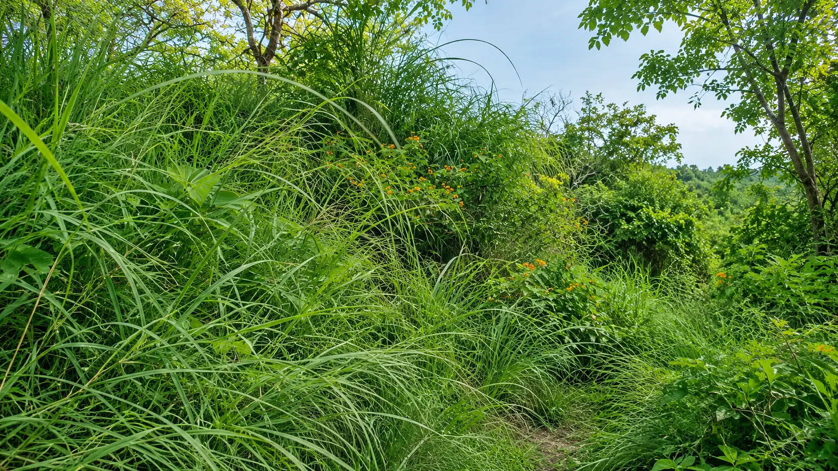 Siswan Nature Trails