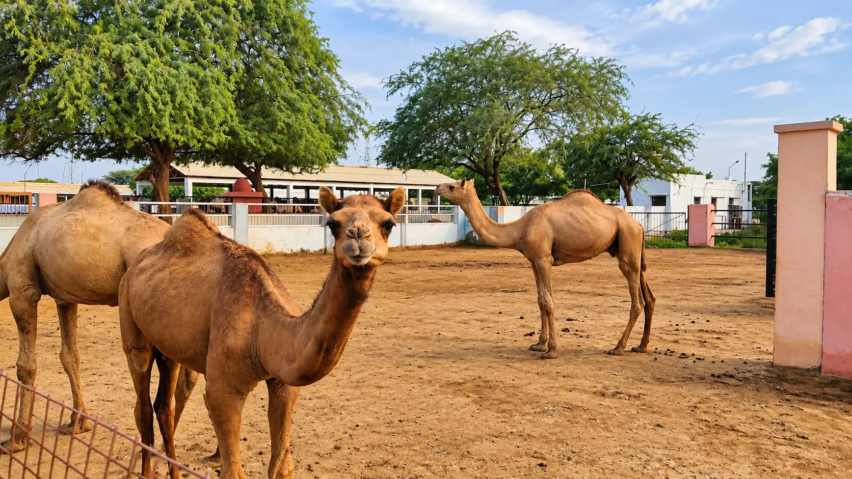 National Research Centre on Camel