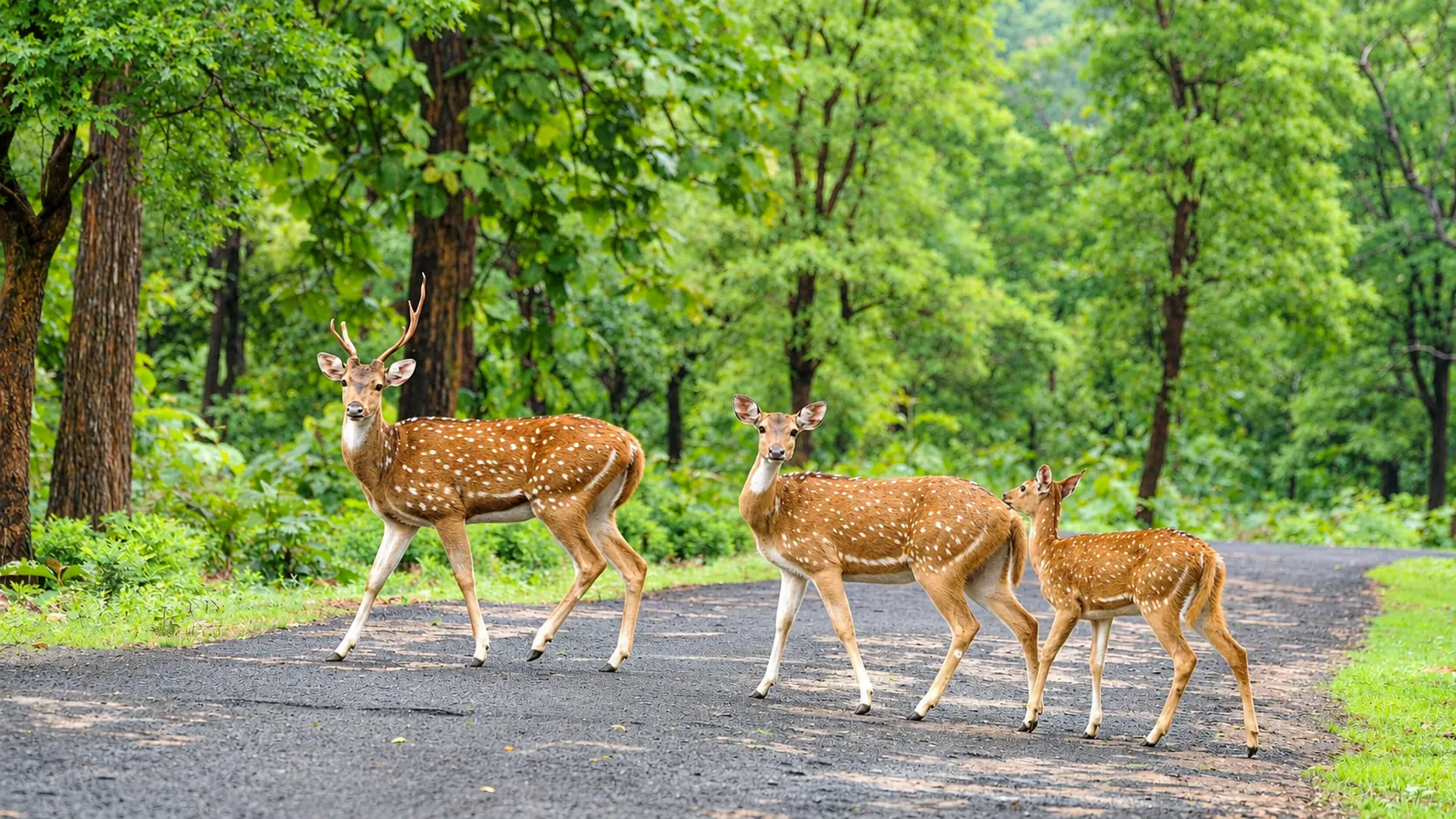 Ranthambore National Park