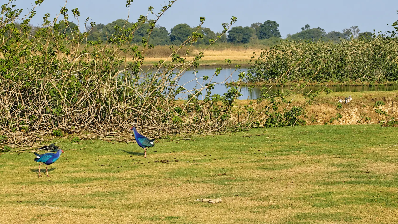 Menar Birdwatching Village