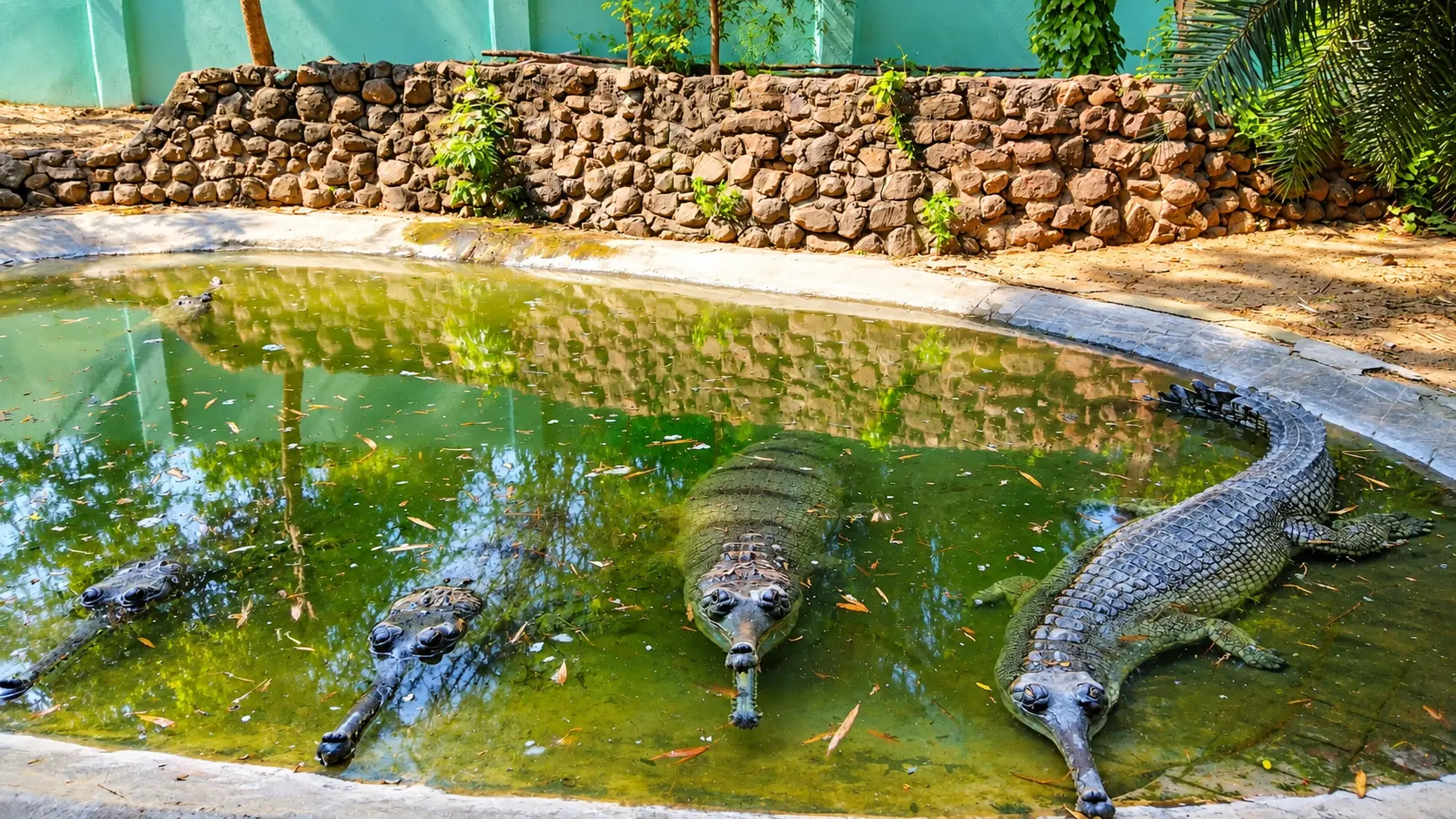 Vandalur Zoo