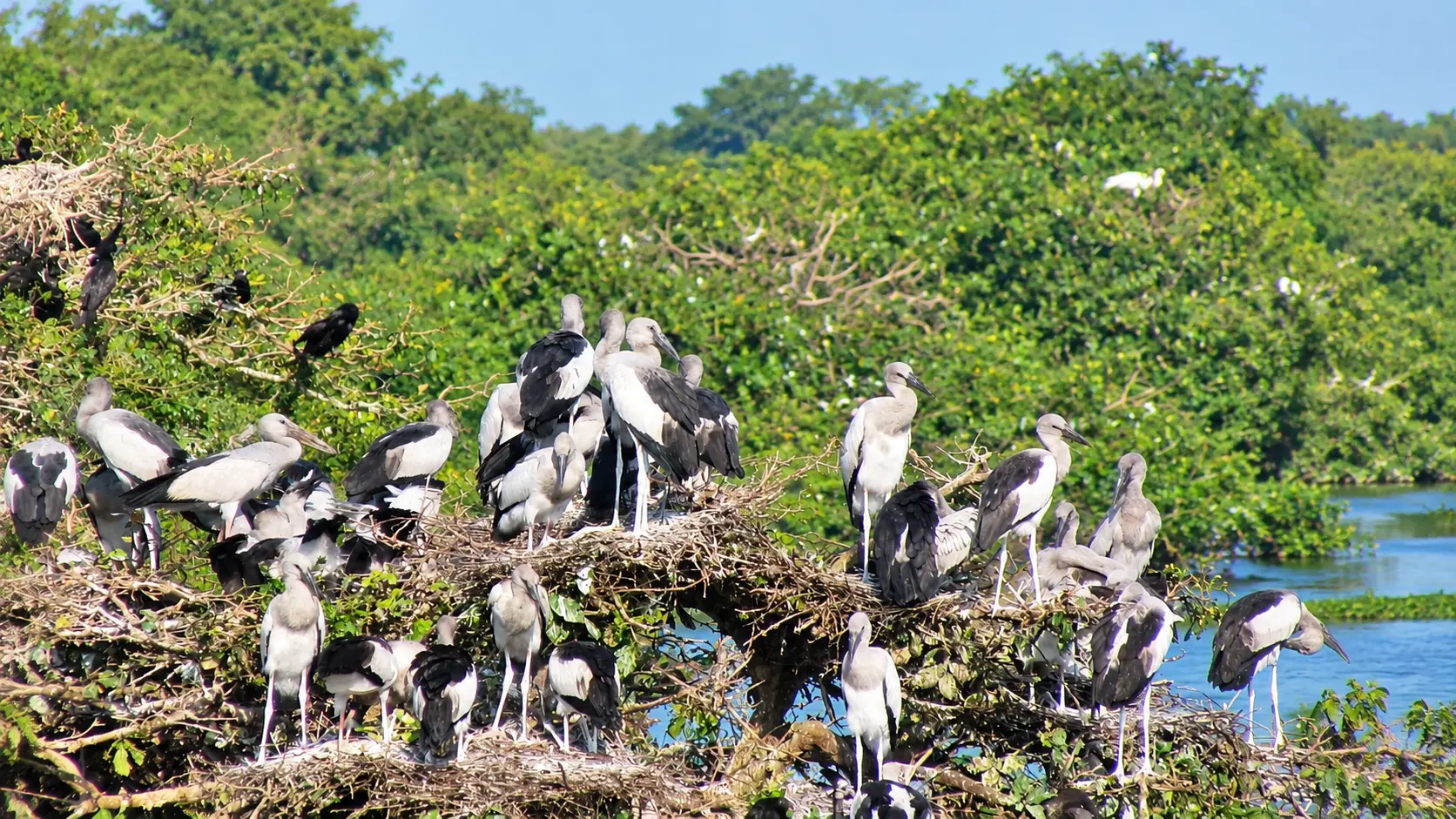 Vedanthangal Bird Sanctuary