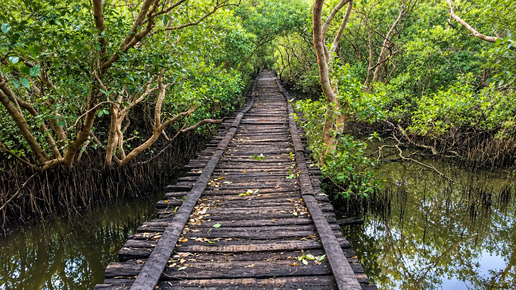 Pichavaram Mangrove Forest