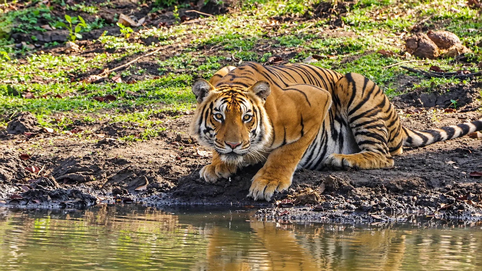 Mudumalai Tiger Reserve