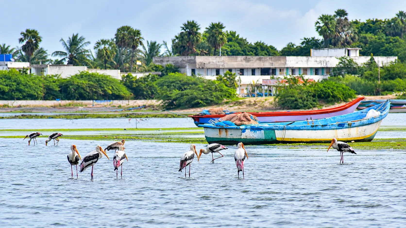 Pulicat visitor boat areas