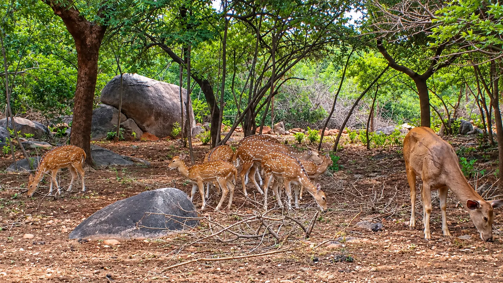 Mrugavani National Park visitor area