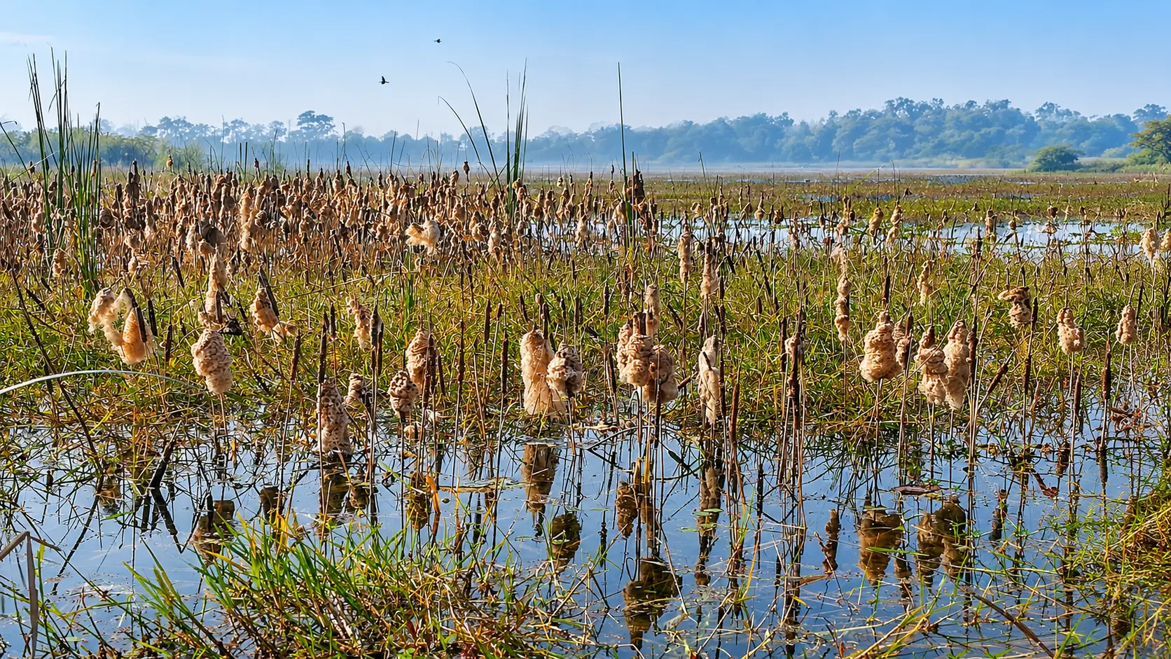 Nawabganj Bird Sanctuary