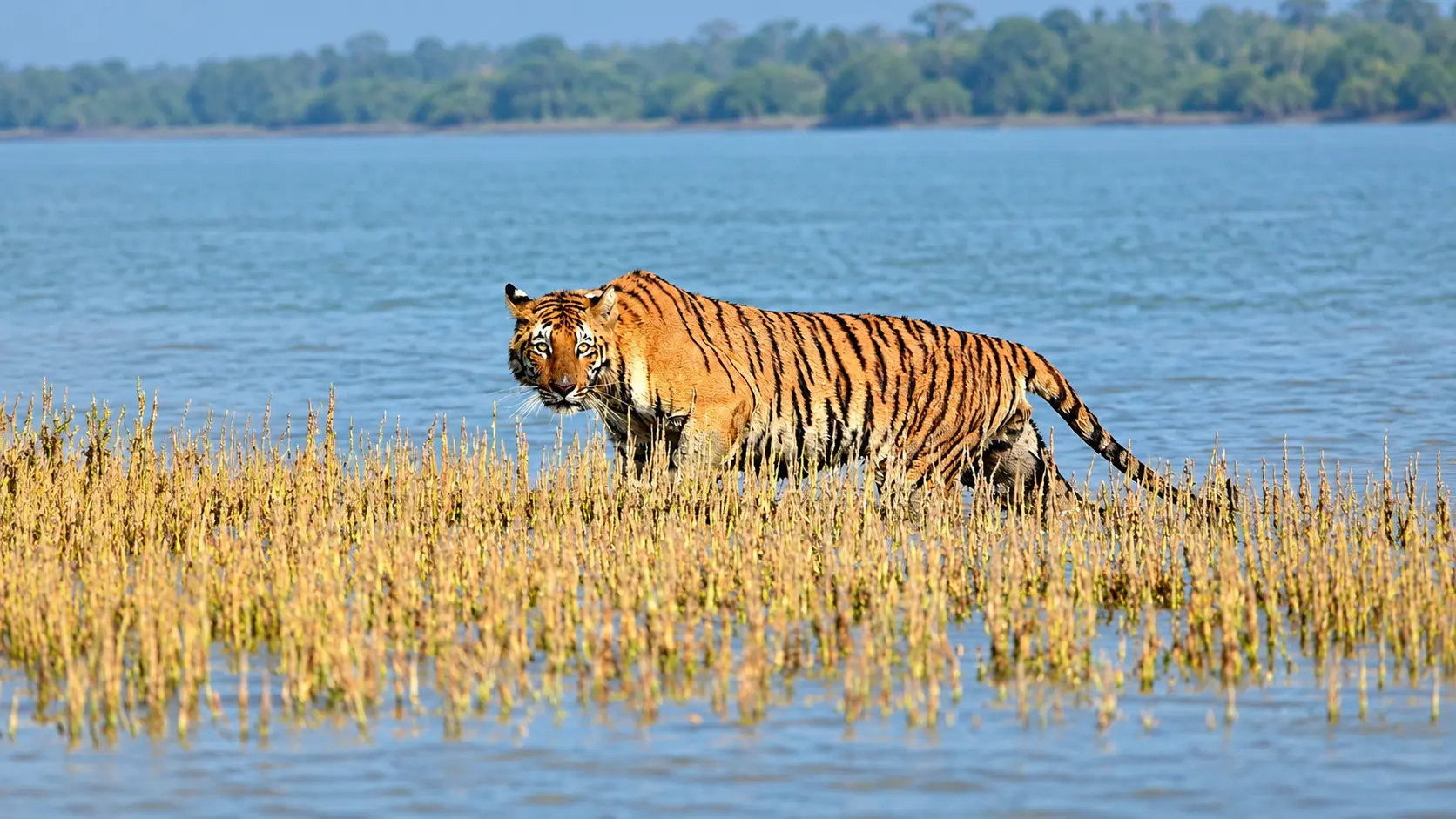 Sundarbans Gateway (Godkhali)